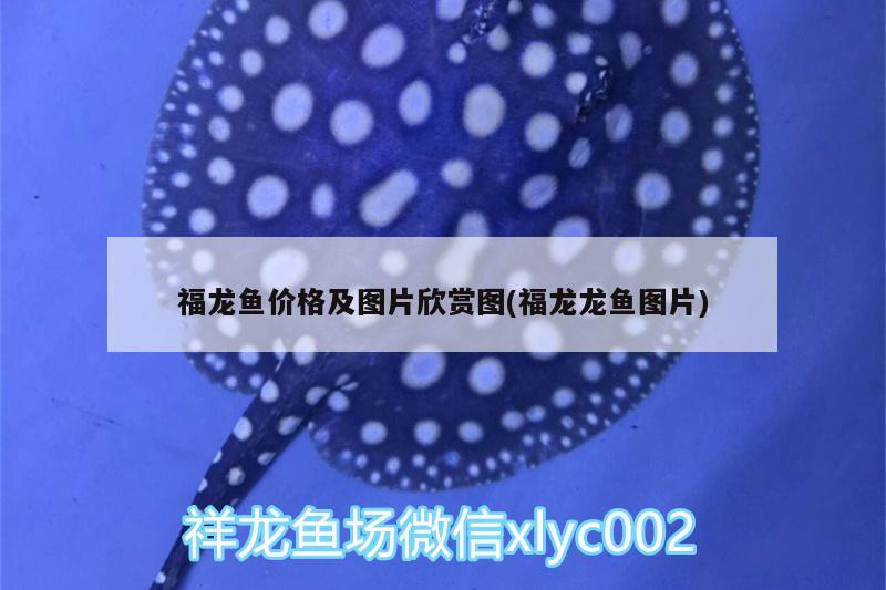 乌鲁木齐水族批发市场有哪些品牌衣服卖（疫情结束后，你最想去哪个城市，哪个景点旅） 蓝底过背金龙鱼 第2张