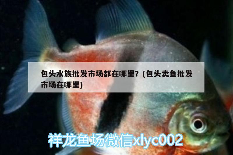 包头水族批发市场都在哪里？(包头卖鱼批发市场在哪里)