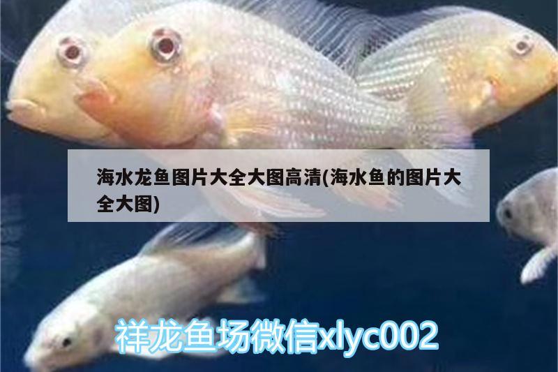 海水龙鱼图片大全大图高清(海水鱼的图片大全大图) 海水鱼