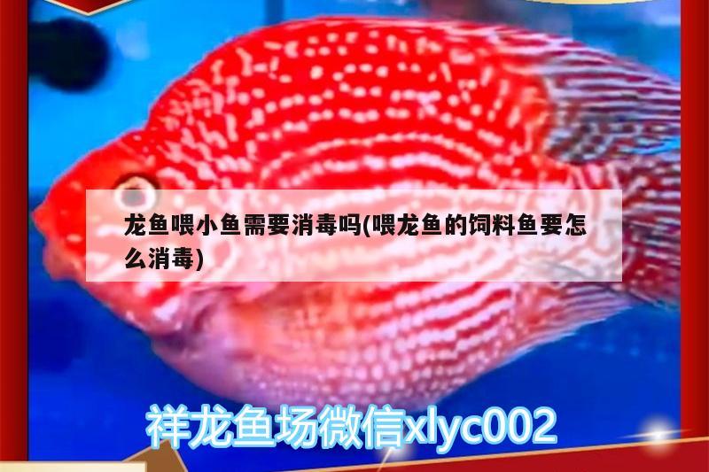 龙鱼喂小鱼需要消毒吗(喂龙鱼的饲料鱼要怎么消毒) 元宝凤凰鱼专用鱼粮