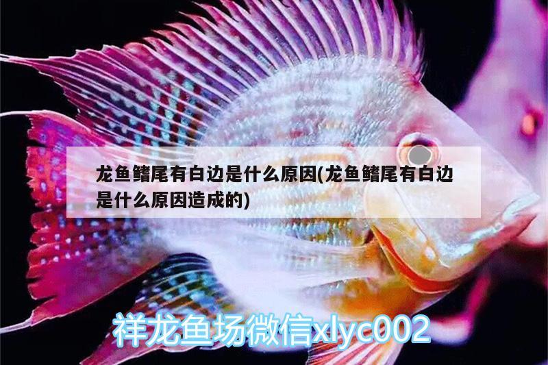 城阳水族批发市场地址在哪里（青岛市城阳水产品批发市场在哪里）