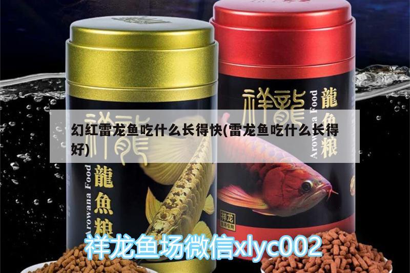 幻红雷龙鱼吃什么长得快(雷龙鱼吃什么长得好) 水族用品