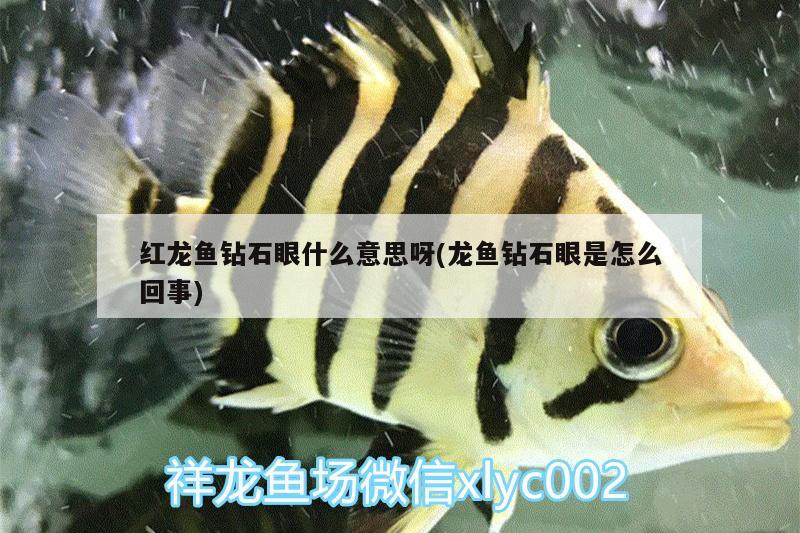 红龙鱼钻石眼什么意思呀(龙鱼钻石眼是怎么回事) 鱼缸清洁用具