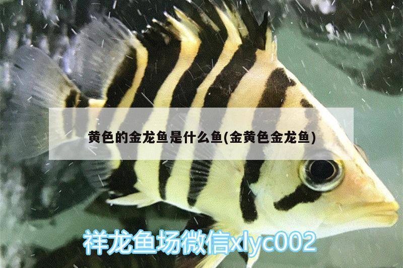 黄色的金龙鱼是什么鱼(金黄色金龙鱼) 吉罗鱼批发