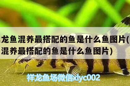 和银龙鱼混养最搭配的鱼是什么鱼图片(和银龙鱼混养最搭配的鱼是什么鱼图片) 银龙鱼