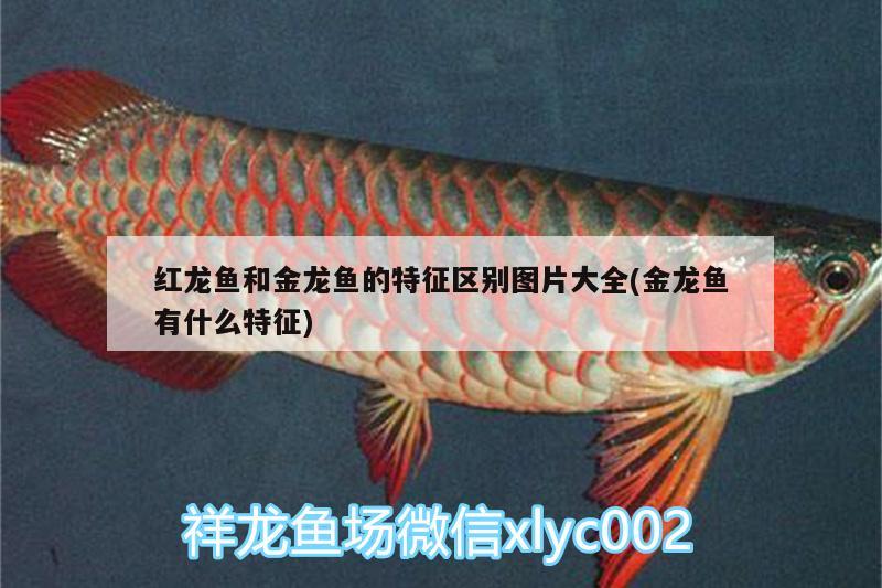 红龙鱼和金龙鱼的特征区别图片大全(金龙鱼有什么特征) 翡翠凤凰鱼