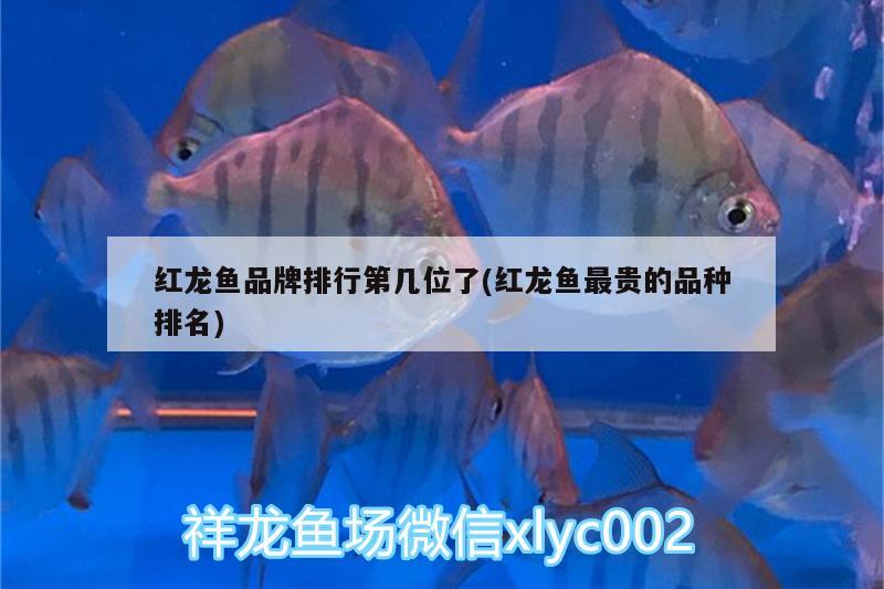 冷水金龙鱼（金龙鱼是冷水还是热带） 稀有金龙鱼 第1张