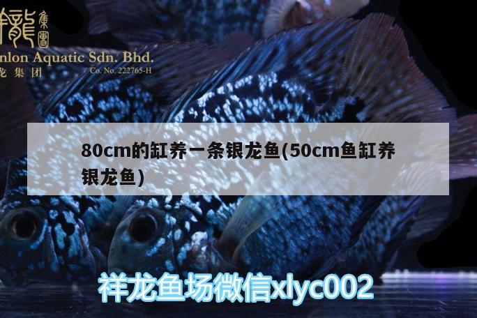 80cm的缸养一条银龙鱼(50cm鱼缸养银龙鱼) 银龙鱼