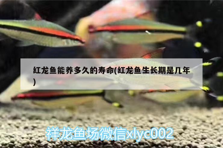 红龙鱼能养多久的寿命(红龙鱼生长期是几年) 广州祥龙国际水族贸易