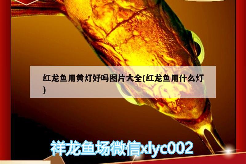 红龙鱼用黄灯好吗图片大全(红龙鱼用什么灯) 飞凤鱼苗 第1张