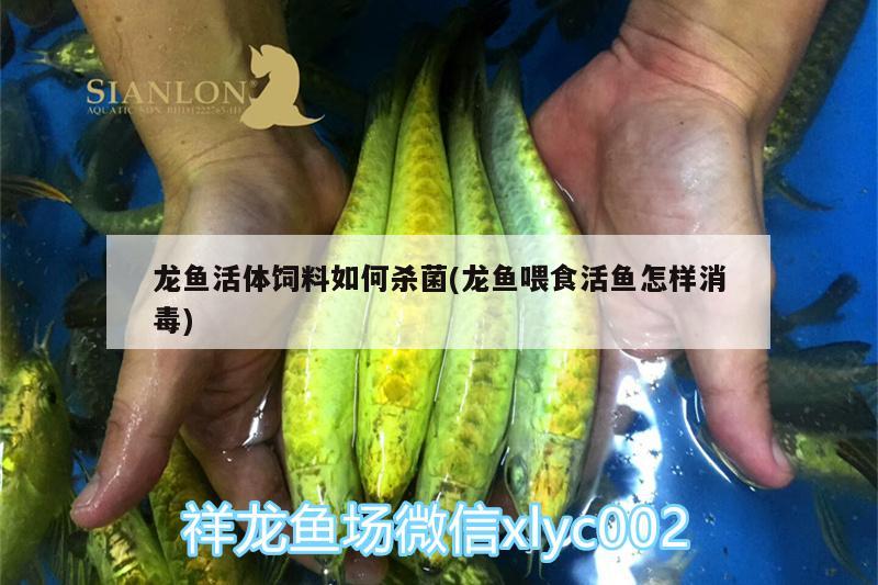 龙鱼活体饲料如何杀菌(龙鱼喂食活鱼怎样消毒) 羽毛刀鱼苗