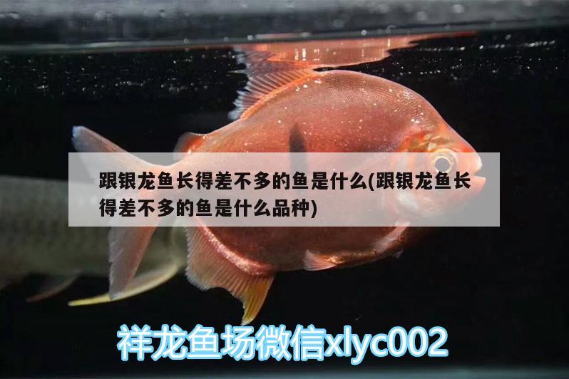 鱼缸养清洁工好不好（养清道夫什么心态） 鱼缸/水族箱 第2张