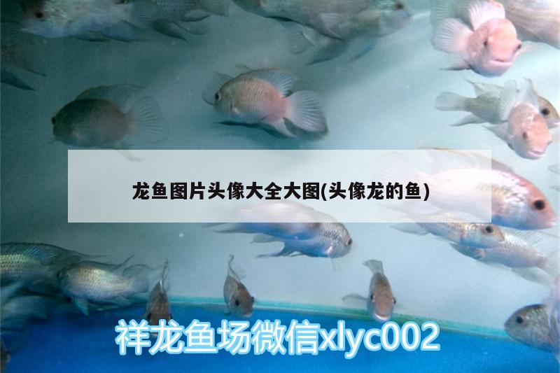 鱼缸养清洁工好不好（养清道夫什么心态） 鱼缸/水族箱 第1张