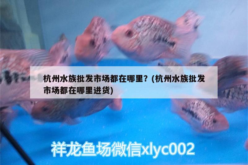 杭州水族批发市场都在哪里？(杭州水族批发市场都在哪里进货) 观赏鱼水族批发市场