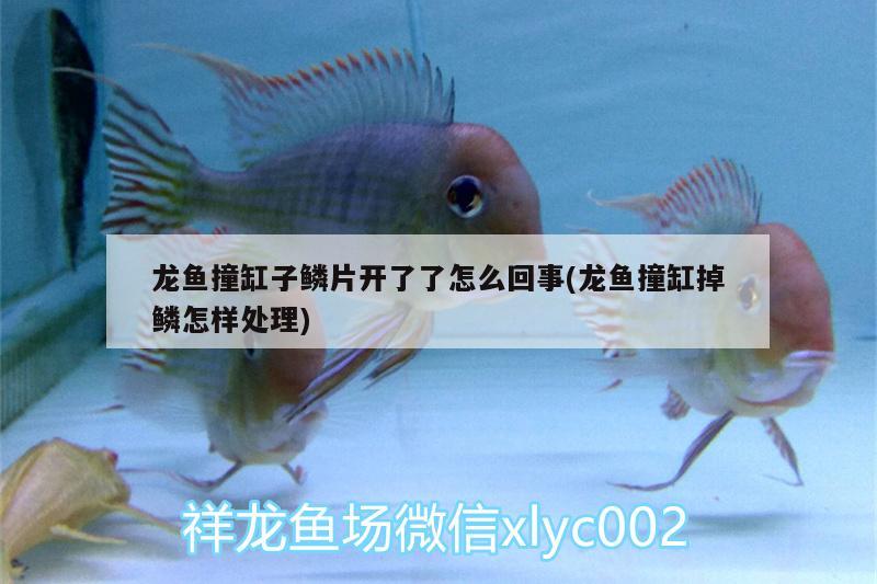 带芽红腹的淡水鱼，三湖慈鲷繁殖可以不隔离吗 食人鱼（水虎） 第2张