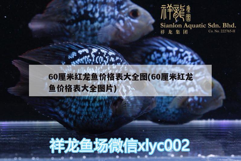 银龙鱼鱼鳞溃烂怎么回事：银龙鱼鳞片充血怎么办 银龙鱼 第2张