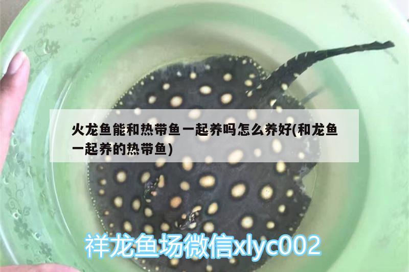 鱼缸led灯开多长时间 鱼缸led灯开多长时间合适 龙鱼专用灯 第1张