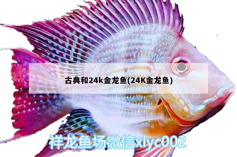 古典和24k金龙鱼(24K金龙鱼)