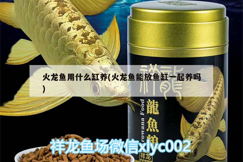 火龙鱼用什么缸养(火龙鱼能放鱼缸一起养吗) 水族用品