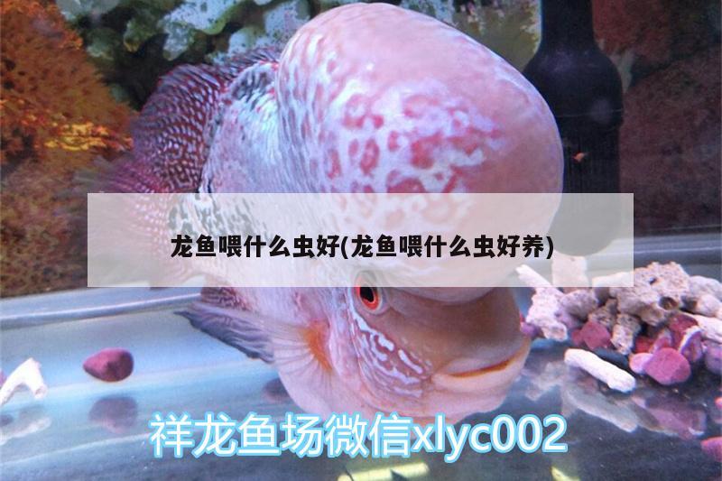 龙鱼喂什么虫好(龙鱼喂什么虫好养) 祥龙传奇品牌鱼缸