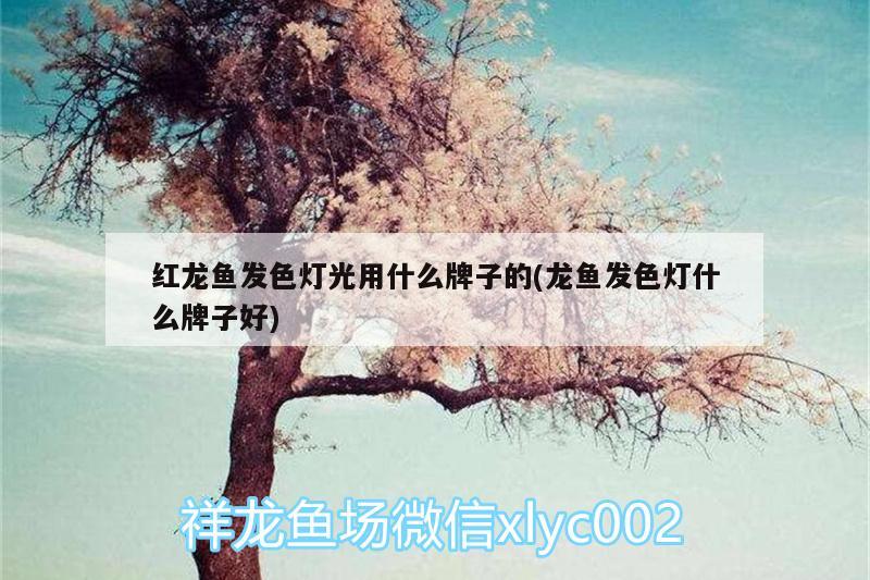 红龙鱼发色灯光用什么牌子的(龙鱼发色灯什么牌子好) 黑金魟鱼