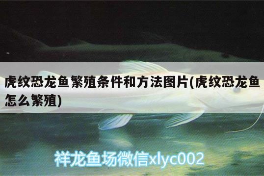 虎纹恐龙鱼繁殖条件和方法图片(虎纹恐龙鱼怎么繁殖) 黄金斑马鱼