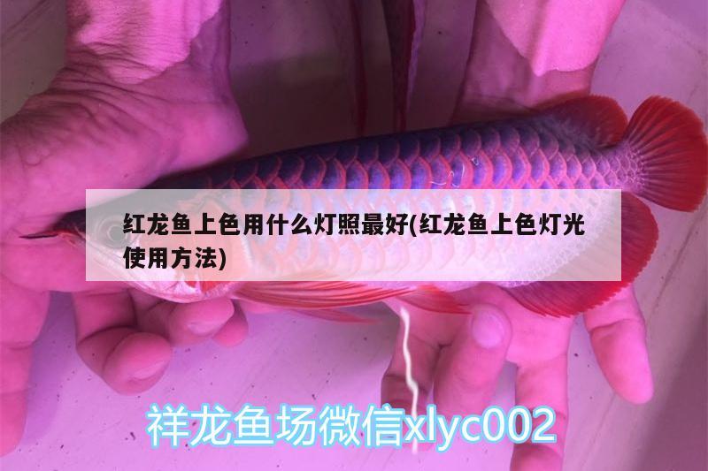 红龙鱼上色用什么灯照最好(红龙鱼上色灯光使用方法) 野生地图鱼