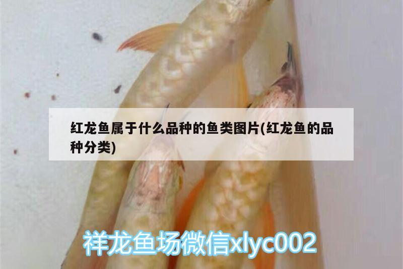 红龙鱼属于什么品种的鱼类图片(红龙鱼的品种分类) 祥龙水族护理水