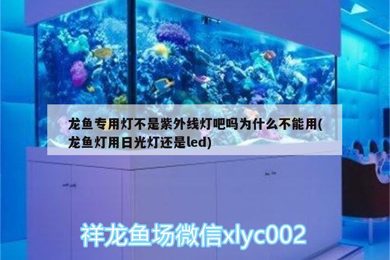 龙鱼专用灯不是紫外线灯吧吗为什么不能用(龙鱼灯用日光灯还是led)