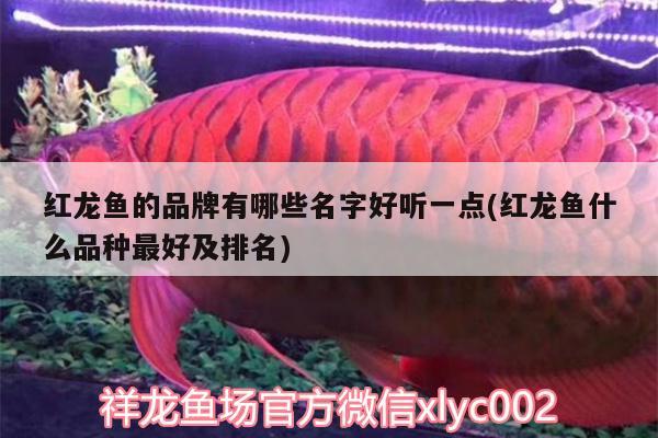 鱼缸漂浮石头怎么清理：鱼缸里面有石头怎么有效清理鱼便? 广州水族批发市场 第2张