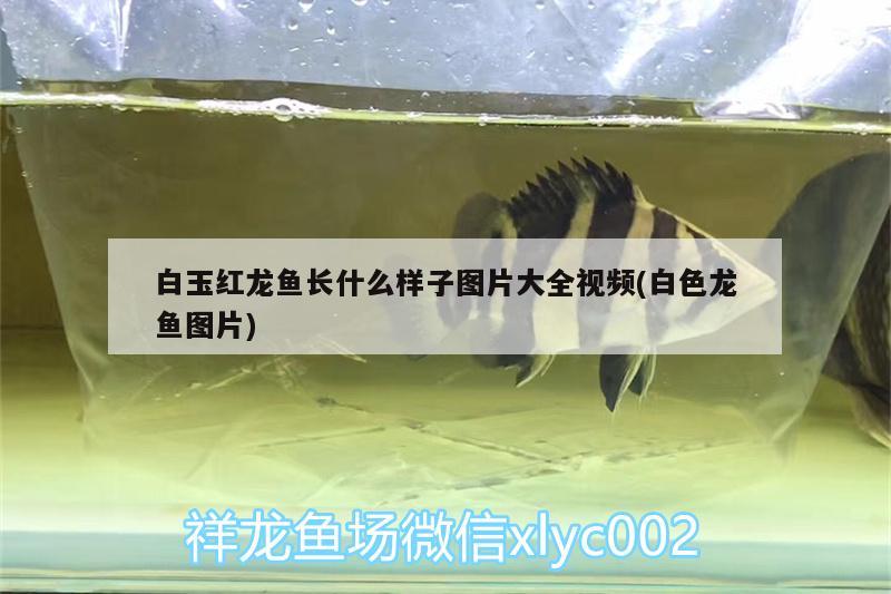 鱼缸漂浮石头怎么清理：鱼缸里面有石头怎么有效清理鱼便?