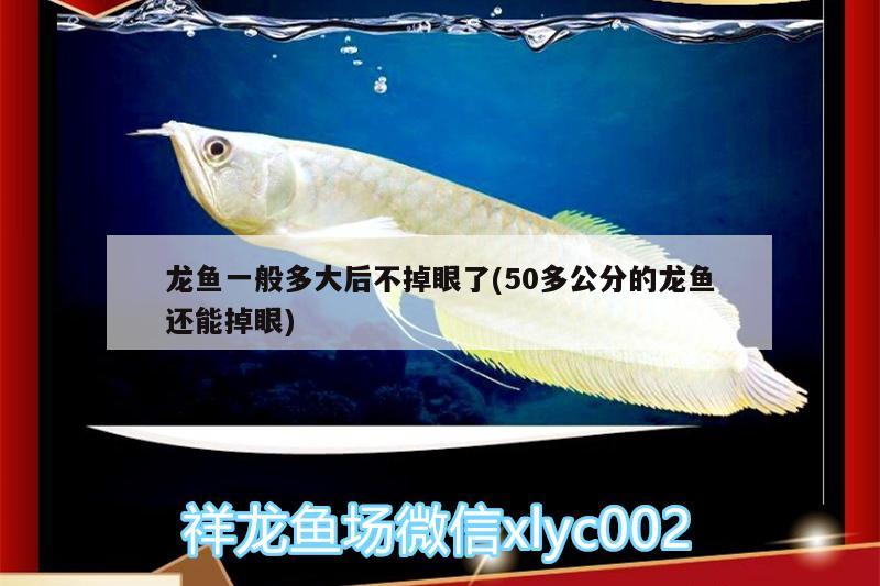 龙鱼一般多大后不掉眼了(50多公分的龙鱼还能掉眼) 伊巴卡鱼 第1张