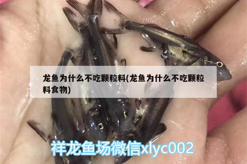 龙鱼为什么不吃颗粒料(龙鱼为什么不吃颗粒料食物) 广州水族批发市场