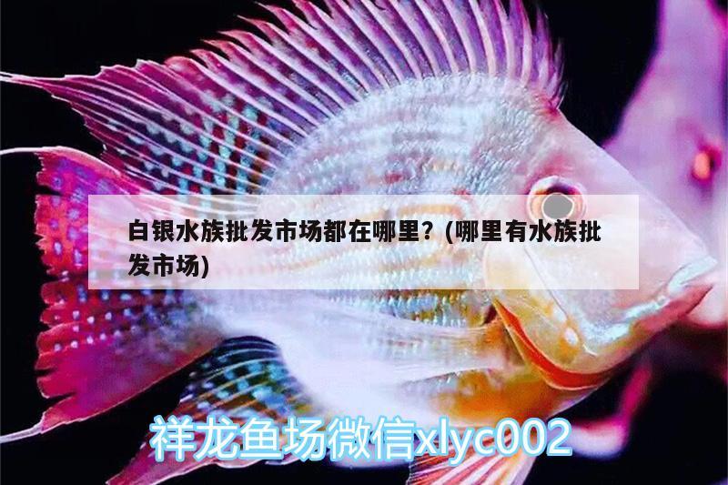 白银水族批发市场都在哪里？(哪里有水族批发市场) 观赏鱼水族批发市场