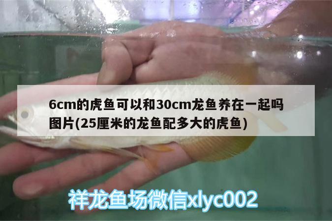 6cm的虎鱼可以和30cm龙鱼养在一起吗图片(25厘米的龙鱼配多大的虎鱼) 虎鱼百科