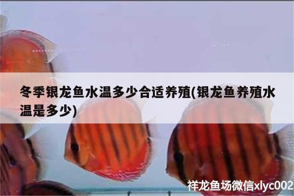 冬季银龙鱼水温多少合适养殖(银龙鱼养殖水温是多少) 银龙鱼