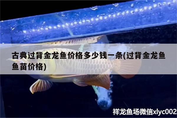 古典过背金龙鱼价格多少钱一条(过背金龙鱼鱼苗价格) 古典过背金龙鱼