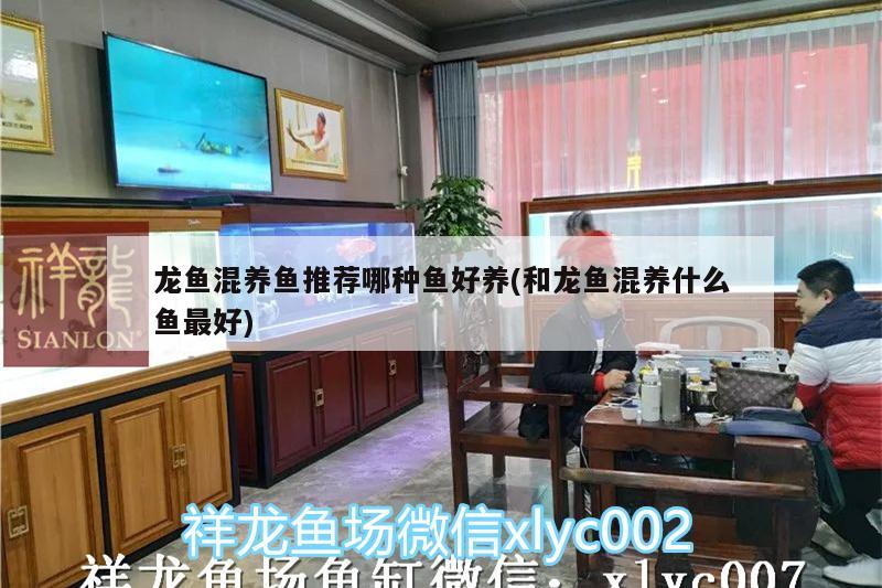 龙鱼混养鱼推荐哪种鱼好养(和龙鱼混养什么鱼最好) 肥料