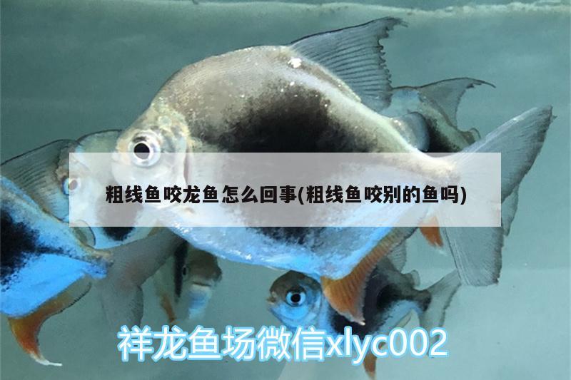 粗线鱼咬龙鱼怎么回事(粗线鱼咬别的鱼吗)