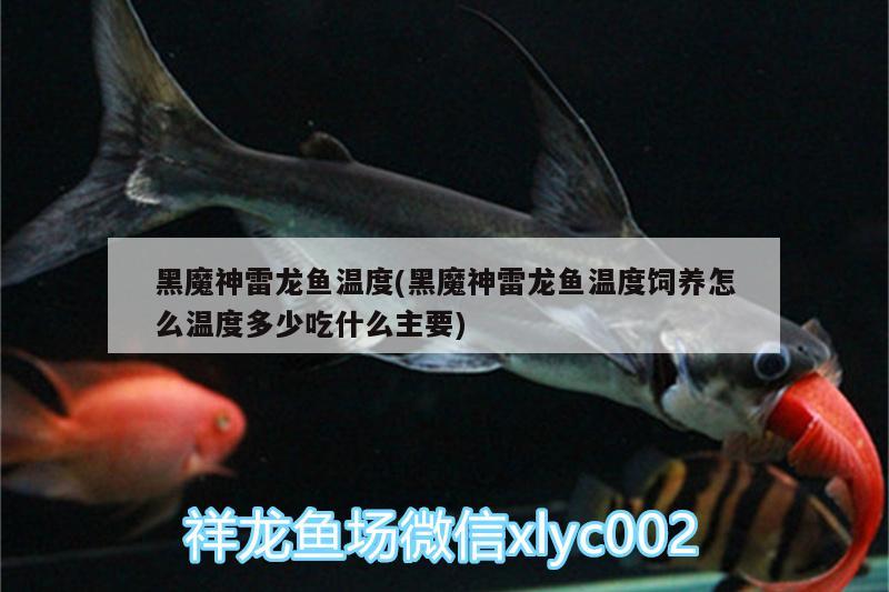 黑魔神雷龙鱼温度(黑魔神雷龙鱼温度饲养怎么温度多少吃什么主要) 名贵锦鲤鱼