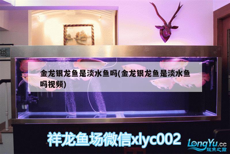 珍珠虎怎么分公母：珍珠虎怎么分公母视频 观赏鱼 第1张