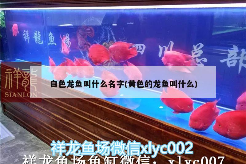 惠民哪里有卖鱼缸的：惠民水族馆 广州水族批发市场 第3张