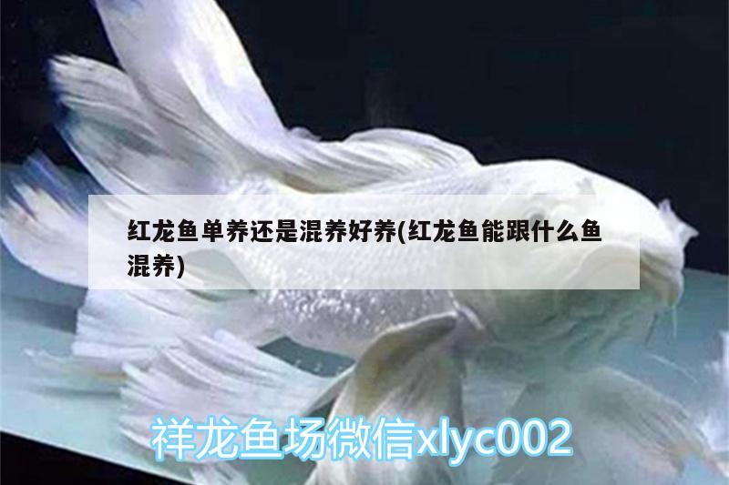 红龙鱼单养还是混养好养(红龙鱼能跟什么鱼混养) 祥龙水族滤材/器材