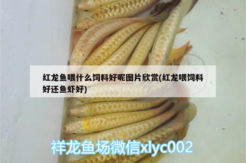 红龙鱼喂什么饲料好呢图片欣赏(红龙喂饲料好还鱼虾好)