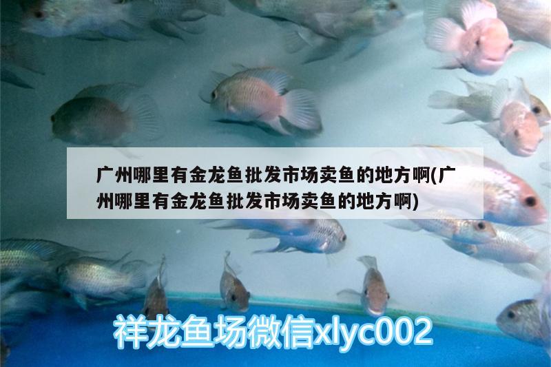 广州哪里有金龙鱼批发市场卖鱼的地方啊(广州哪里有金龙鱼批发市场卖鱼的地方啊) 龙鱼批发