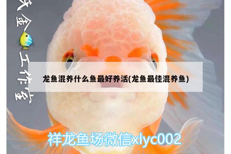 哈尔滨鱼缸厂家地址在哪里：哈尔滨鱼缸厂家直销 广州水族批发市场 第1张