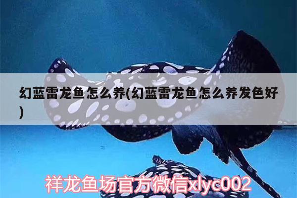 幻蓝雷龙鱼怎么养(幻蓝雷龙鱼怎么养发色好) 水族用品