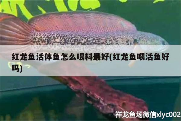 红龙鱼活体鱼怎么喂料最好(红龙鱼喂活鱼好吗) 祥龙进口元宝凤凰鱼