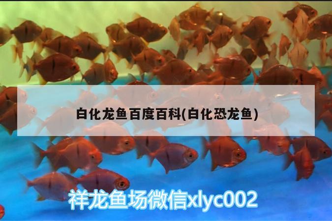 金龙鱼金质不重怎么办：金龙鱼怎么增加金质感 观赏鱼市场 第3张