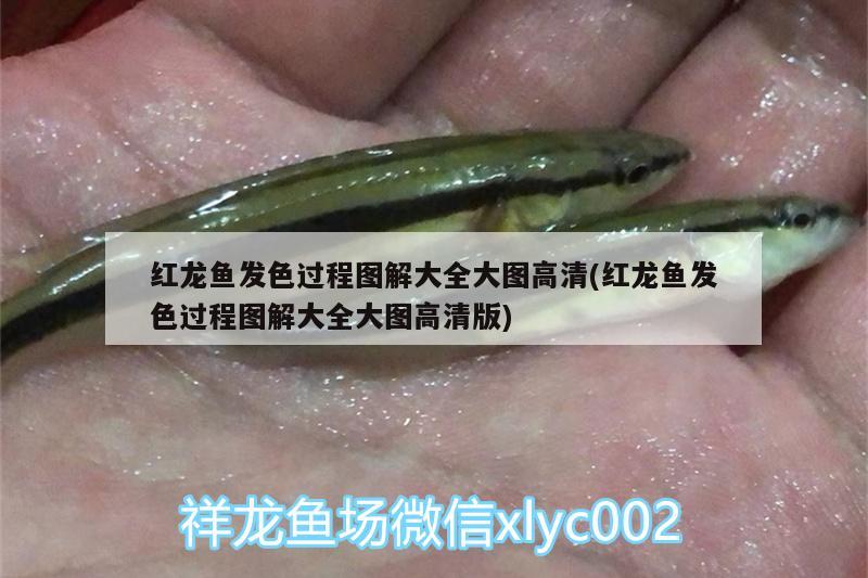 金龙鱼金质不重怎么办：金龙鱼怎么增加金质感 观赏鱼市场 第1张